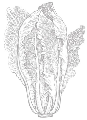 LETTUCE